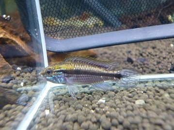 手乗り　コザクラインコ　タイガーちゃん♪