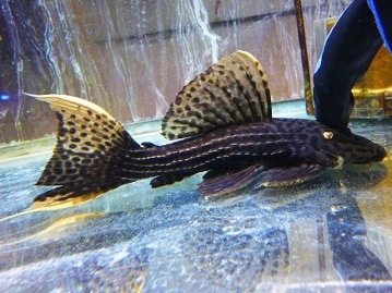 ミニチュアダックス