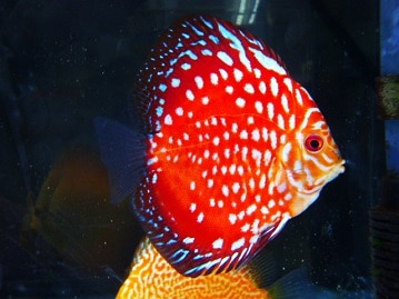 ミニチュアダックス