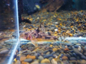 サザナミインコ