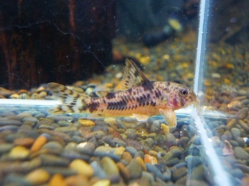 「イエローカラー」なのに真っ白！？Mダックスちゃん♪