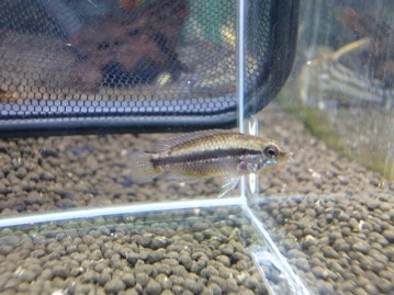 ゴロゴロ甘えん坊♪短足マンチカンくん　