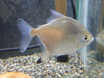 サザナミインコ