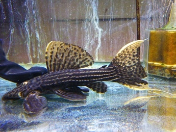 大人気！｢イエロー｣Mダックスくん♪