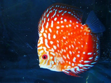 まるでぬいぐるみ！？とっってもかわいい豆柴くん