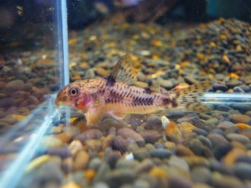 かわいいお顔♪ベタ馴れサザナミインコさん＾＾