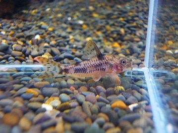 ヒナヒナ♪ノーマル　コザクラインコちゃん＾＾＊