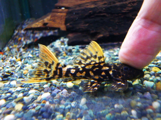 ミニチュアダックス