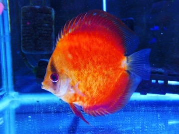 サザナミインコ