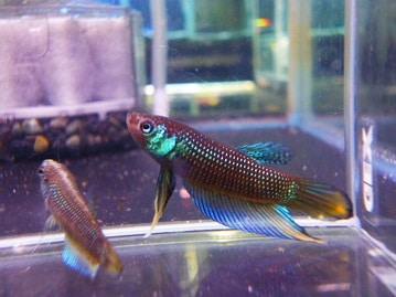 ８月上旬生　とってもキレイな白文鳥さん