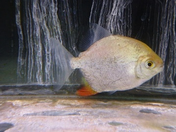 サザナミインコ