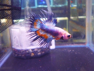 ヒナヒナ♪セキセイインコ　ハルクインちゃん　！！