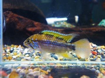 バイオレットのコザクラさんはいかがでしょう？