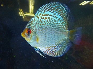 激カワです!!　ポメラニアン×マルチーズ（女のコ）入舎