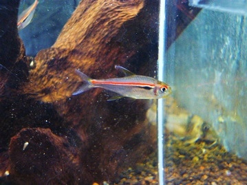 だいぶ立派になってきました！セキセイインコ パステルレインボーさん♪