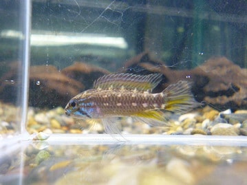 ホーランドロップ