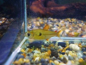 ドワーフラビット