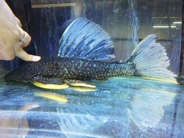 ホーランドロップ