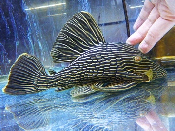 ホーランドロップ