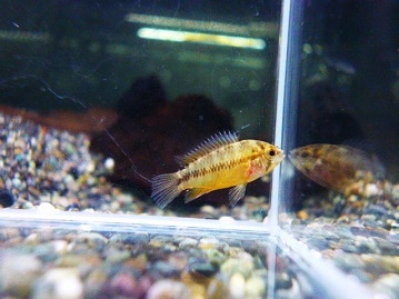 うぶうぶなパイドカラー入舎しております♪