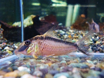 色合いがとてもステキ！レインボースパングルパイドのセキセイさんです！