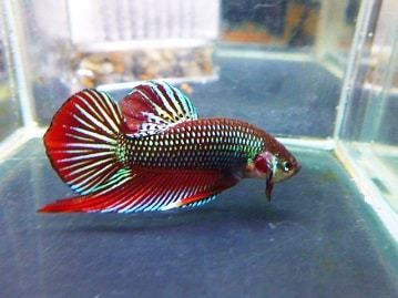 ホオミドリウロコインコ