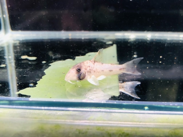 ビセイインコ（美声インコ）