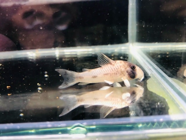 ビセイインコ（美声インコ）