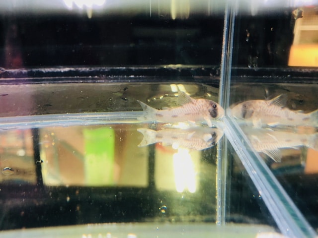 ビセイインコ（美声インコ）