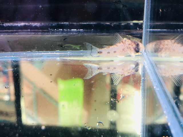 ハリネズミ（ヨツユビハリネズミ）