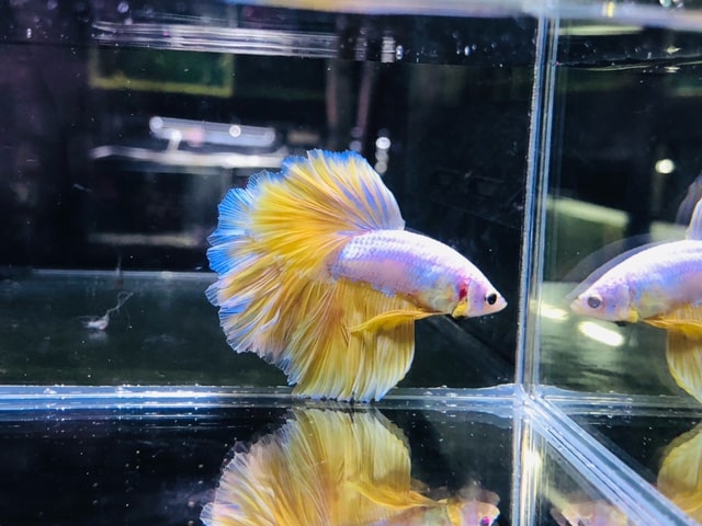 ネザーランドドワーフ