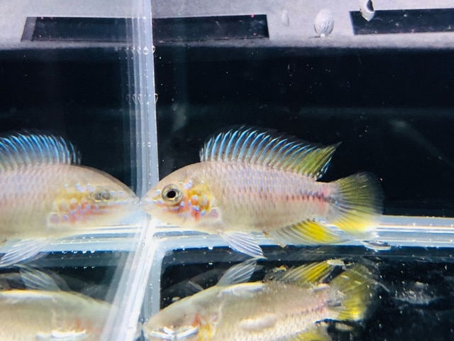 羽衣セキセイインコ