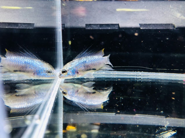 ロップイヤーラビット