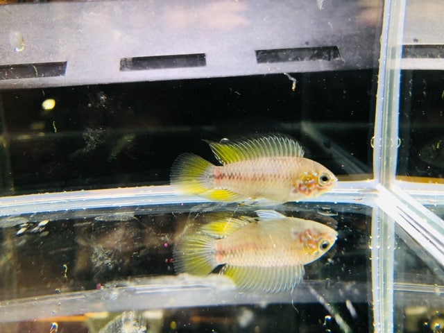 羽衣セキセイインコ