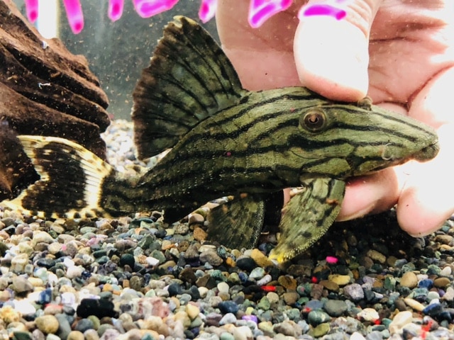 羽衣セキセイインコ