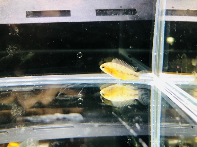 ロップイヤーラビット