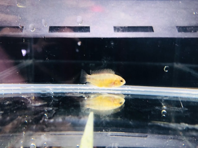 ゴールデンハムスター