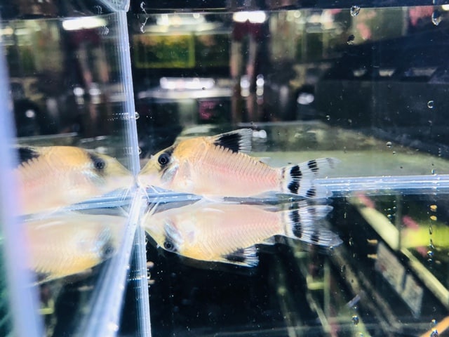 ロップイヤーラビット