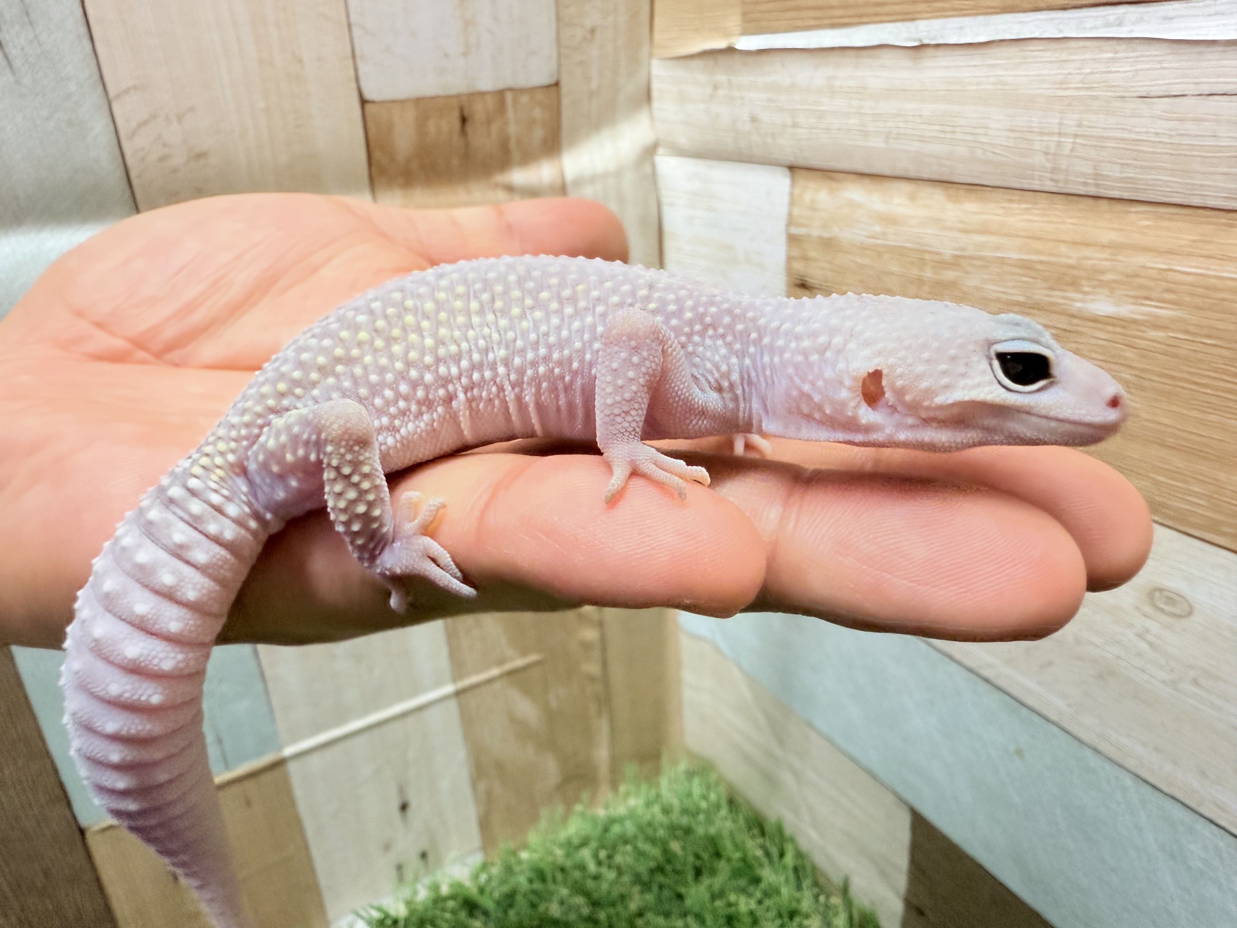 きらっきらお目目の青空カラー🩵セキセイインコ（パイド）ヒナ