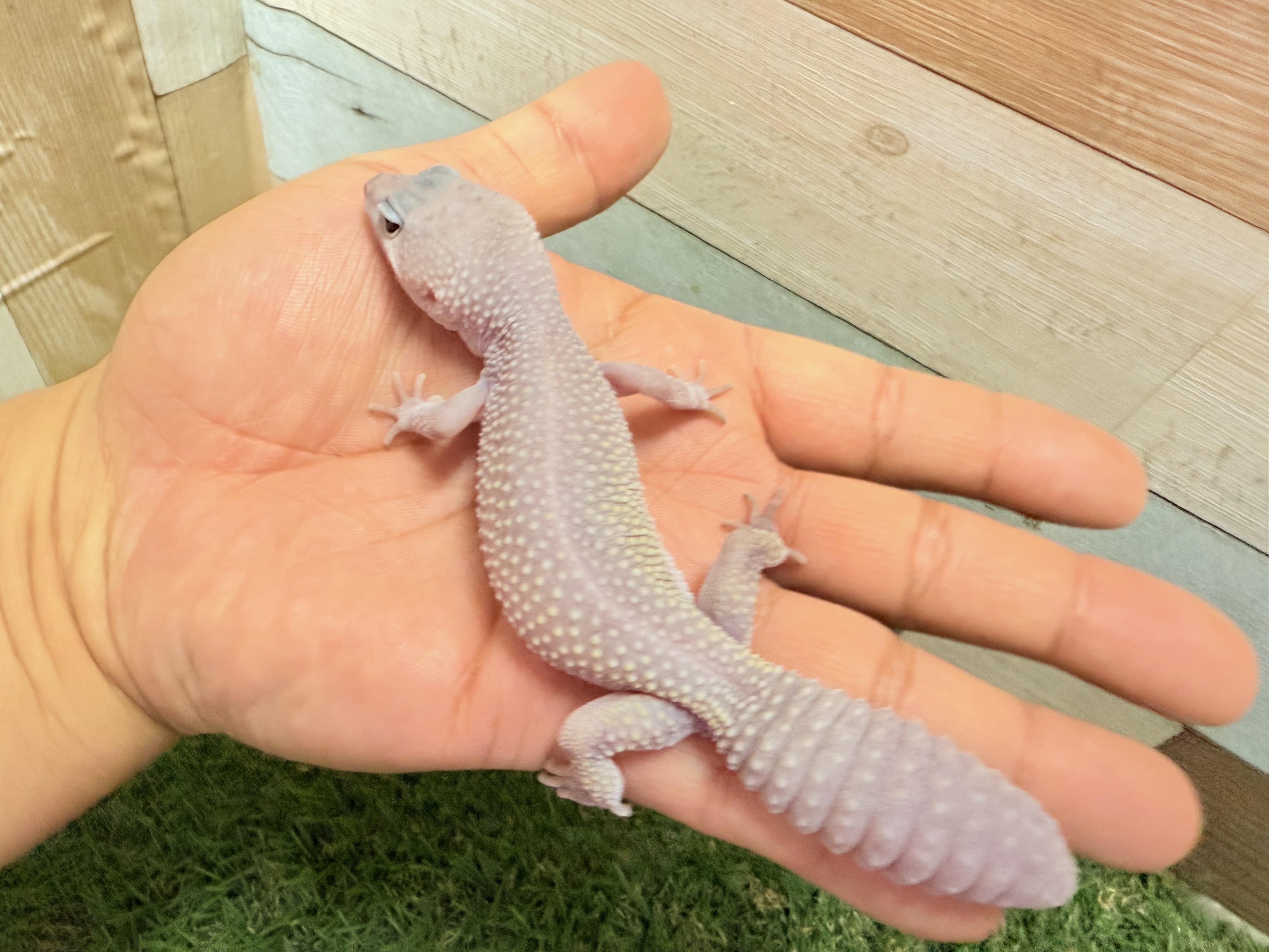 プチブラバンソン