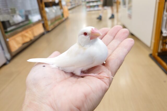 アルビノ文鳥