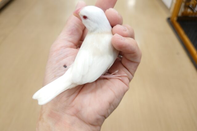 アルビノ文鳥