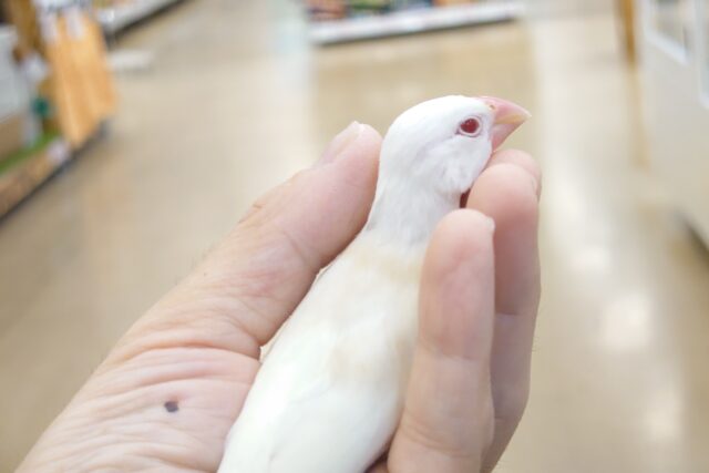 アルビノ文鳥