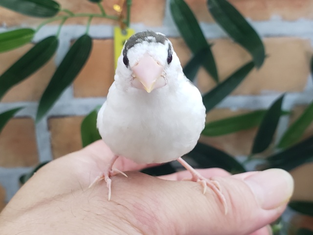 十姉妹（ジュウシマツ）