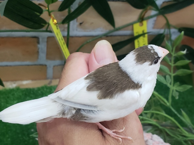 十姉妹（ジュウシマツ）