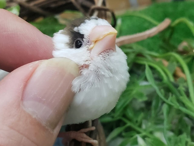 十姉妹（ジュウシマツ）