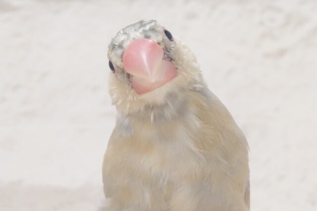 【最新画像更新🪄ひとり餌になりました！】ナナメ４５度☆彡　可愛いを知る♬　(´ω｀*)　色変わり文鳥～～