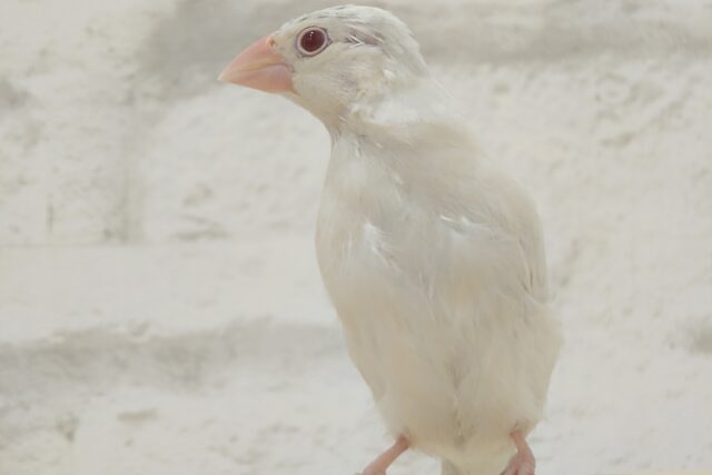 シルバーイノ文鳥