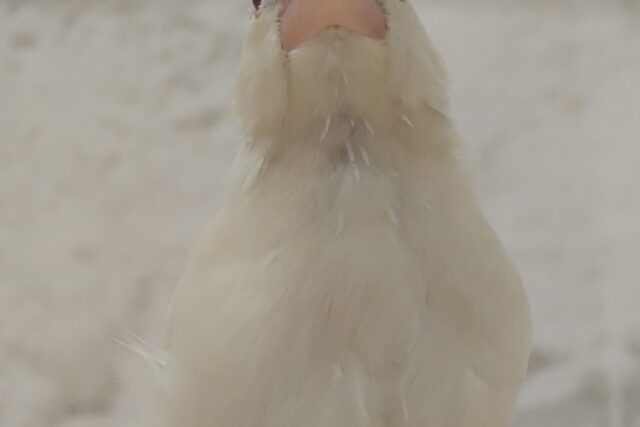 シルバーイノ文鳥