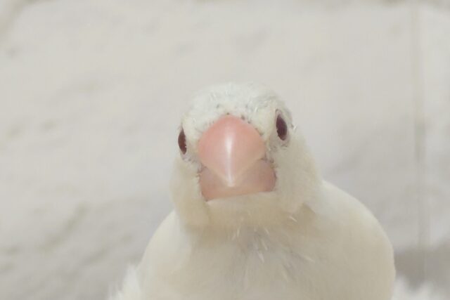 シルバーイノ文鳥